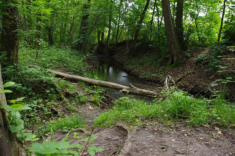 File:Dollerbaechlein dans le Nonnenbruch.JPG