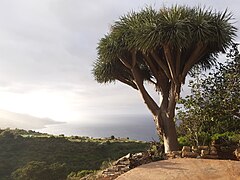 Dragon tree, Topaciegas, La Palma.jpg