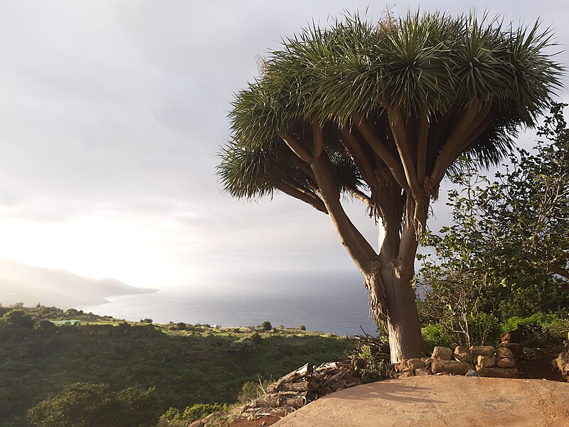 File:Dragon tree, Topaciegas, La Palma.jpg