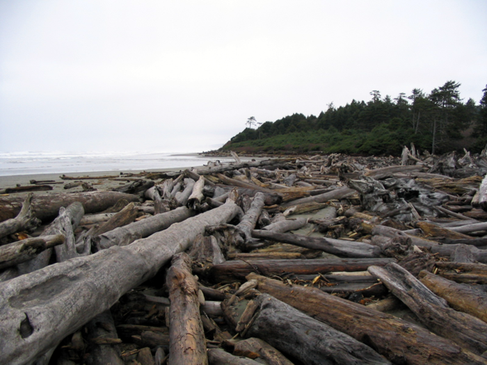 An expanse of driftwood along the northern coast of Washington state. Stokes drift – besides e.g. Ekman drift and geostrophic currents – is one of the relevant processes in the transport of marine debris.[1]