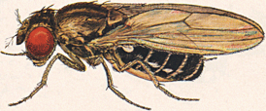 Drosophila virilis