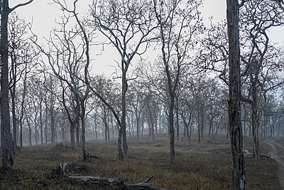 Tropical dry deciduous forests in southern India in the Mudumalai Tiger Reserve