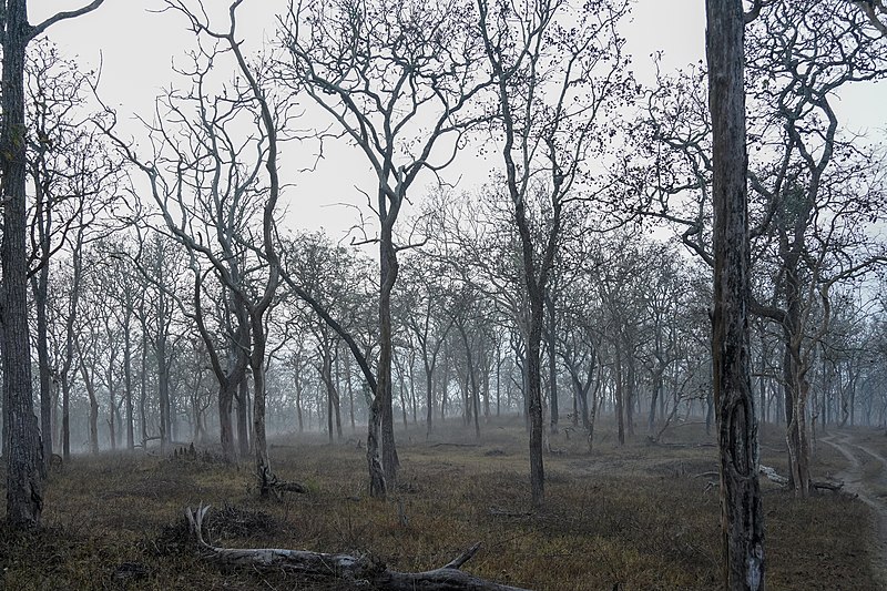 File:Dry Teak Forest Theppakadu Mudumalai Mar21 A7C 00488.jpg