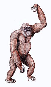 Restoration of D. fontani with an orangutan-like build DryopithecusDB15.jpg