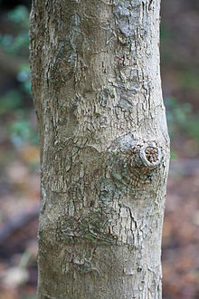 trunk Drypetes deplanchei affinis trunk.jpg