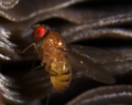 Thumbnail for Drosophila testacea