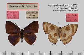 <i>Rapala duma</i> Species of butterfly