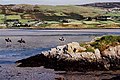 Dunfanaghy - Horses in Sheephaven Bay - geograph.org.uk - 1326807.jpg