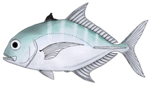 Duskyshoulder trevally.png