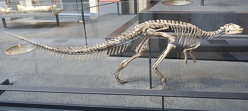 File:Dysalotosaurus MfN Berlin 2018.jpg