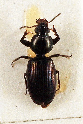 <i>Dyschirius</i> Genus of beetles