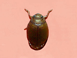 <i>Hyphydrus ovatus</i> Species of beetle