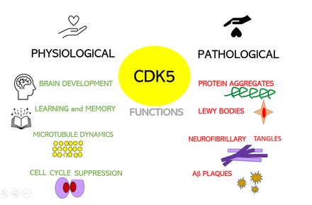 Cdk5 functions