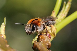 Andrena