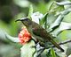 Eastern Olive Sunbird (Nectarinia olivacea).jpg