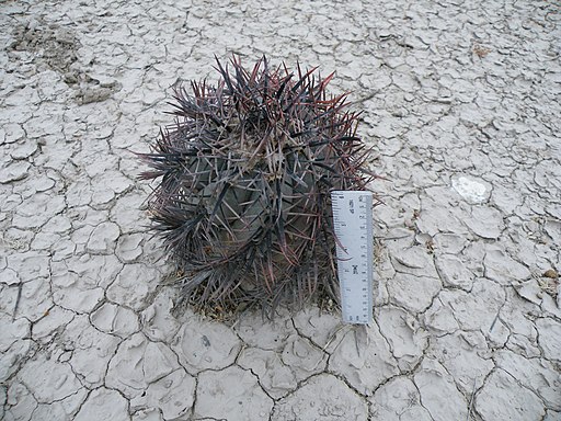 Echinocactus horizonthalonius (5660193271)