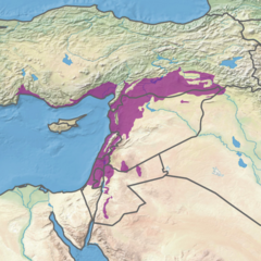 Orient-mediteraneaj koniferaj-sklerofilaj-foliarbaj arbaroj (Tero)