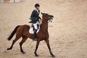 Équitation: Définition, Préparation sportive et entraînement, Matériel