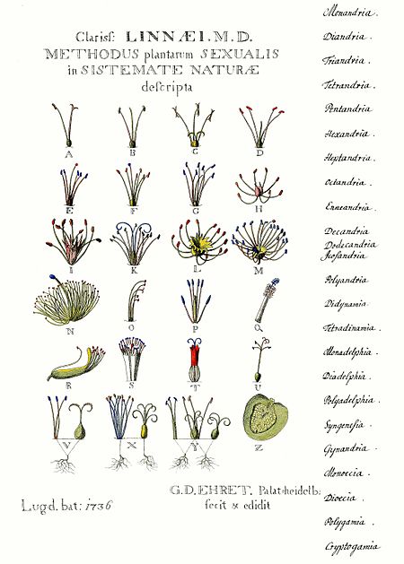 Ehret-Methodus Plantarum Sexualis.jpg