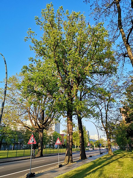 Eichen striesener Straße Dresden 2020 05 07 5