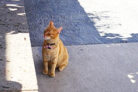 El jefe (gato) junto a una jardinera en la Universidad de las Artes 20.jpg