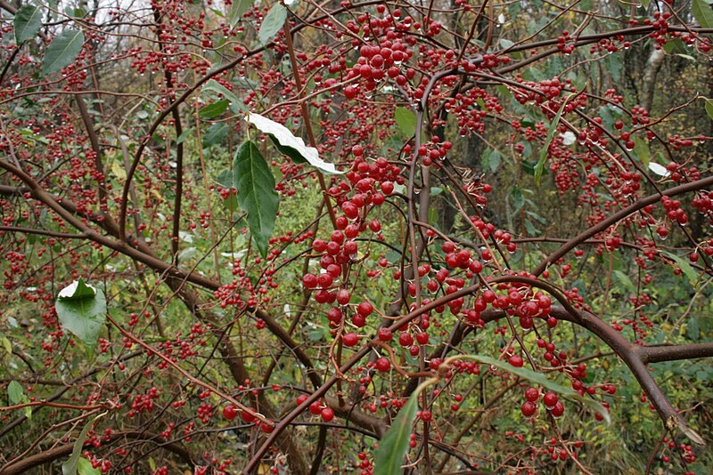 File:Elaeagnus-umbellata-berries.jpg