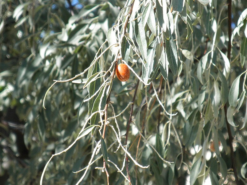 File:Elaeagnus angustifolia Fruto 2010-10-26 ArboretoParqueElPilarCiudadReal.jpg