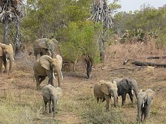 Savane u NP Pendjari u kojima obitavaju slonovi