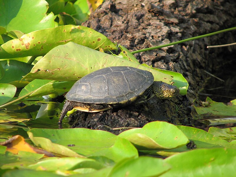 File:Emys orbicularis-European pond turtle.jpg