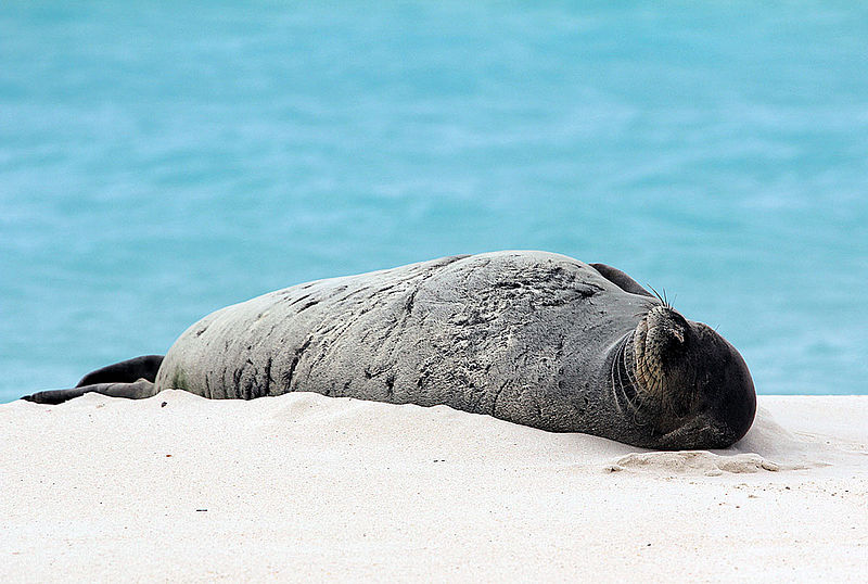 File:Endangered Hawaiian monk seal sunning on the beach (6741931081).jpg