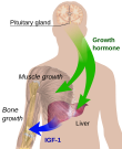 Endocrine growth regulation.svg