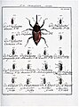 Käfer in Entomologie ou histoire naturelle des insectes