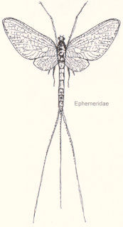<i>Pentagenia</i> Genus of mayflies