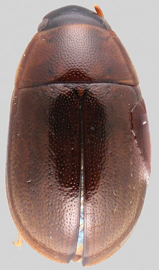 <i>Ephydrolithus</i> Genus of beetles