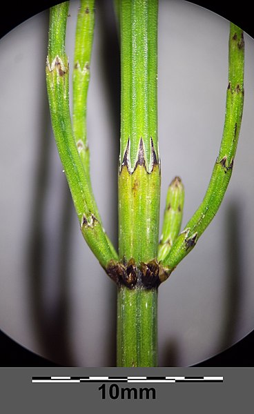 File:Equisetum palustre sl11.jpg