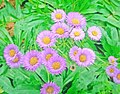 Thumbnail for Erigeron breviscapus