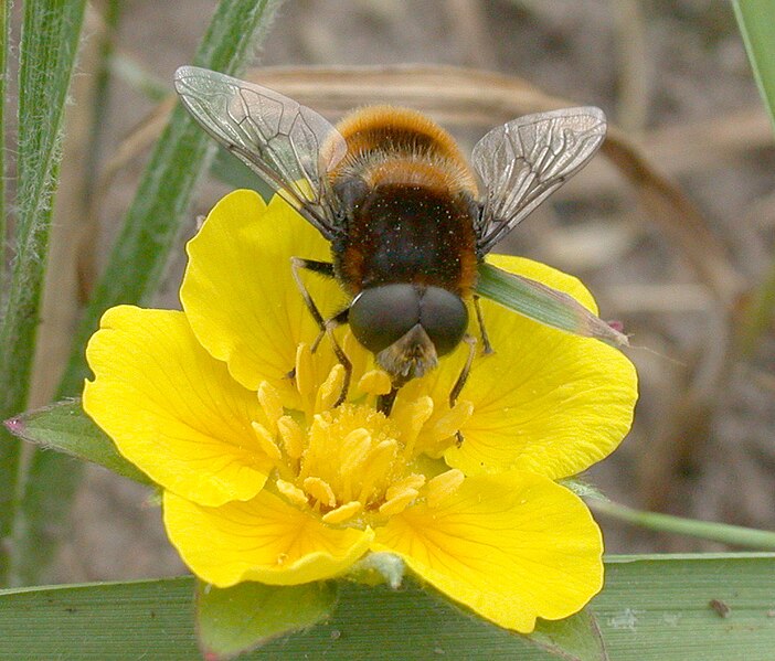 File:Eristalis intricarius.jpg