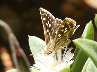 <i>Spialia delagoae</i> Species of butterfly