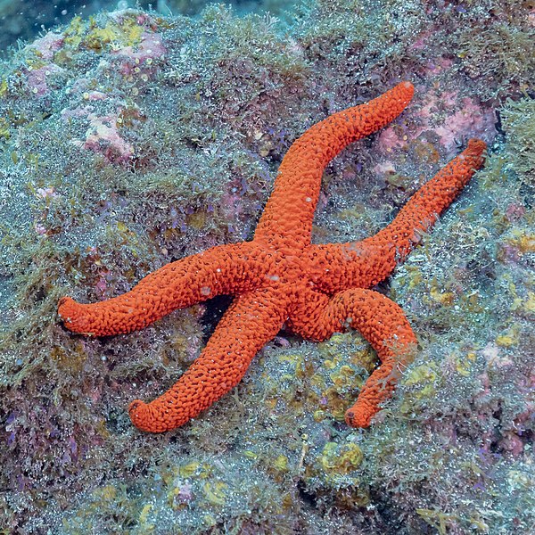 File:Estrella roja del Mediterráneo (Echinaster sepositus), franja marina Teno-Rasca, Tenerife, España, 2022-01-09, DD 65.jpg