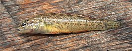 Etheostoma clinton