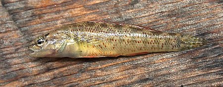 Etheostoma_grahami