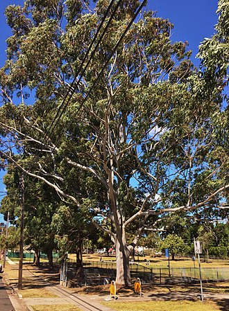 Mature specimen in Silverwater Eucalyptus propinqua - specimen tree.jpg