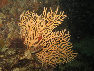 <i>Eunicella verrucosa</i> Species of coral