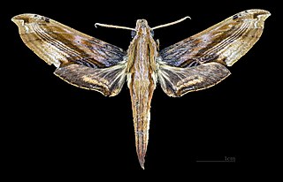 <i>Eupanacra metallica</i> Species of moth
