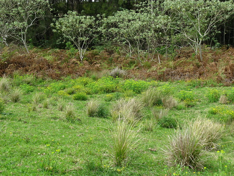 File:Euphorbia helioscopia habit2 (15178333690).jpg