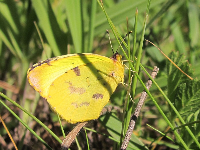 File:Eurema deva ssp. chilensis.jpg