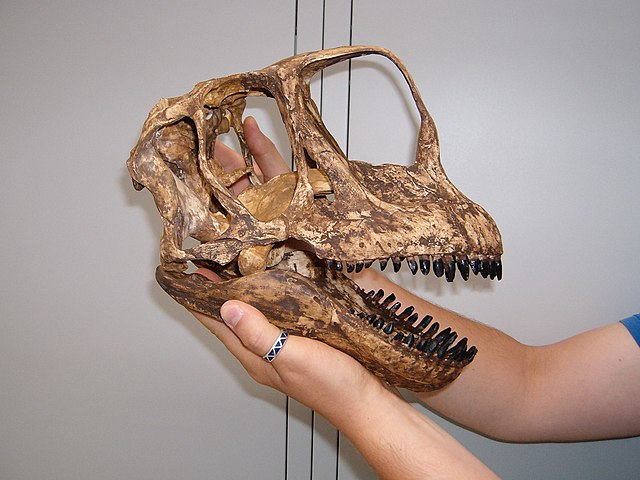 Image: Europasaurus skull