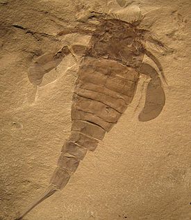 Eurypterus remipes fósil