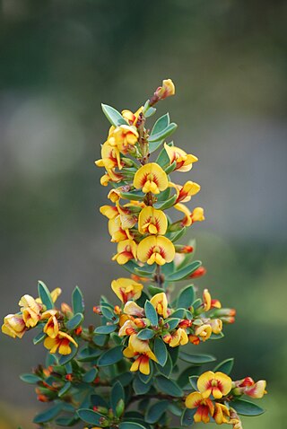 <i>Eutaxia myrtifolia</i> Species of legume