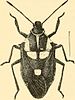 Euthyrhynchus floridanus (20402320966).jpg